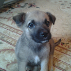 HeIIPuppy's Avatar'