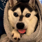ItsLugiFox's Avatar'