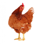 GHOULZ_ON_120fps's Avatar'