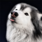 JeffreyGoonstien's Avatar'