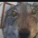 Alliggotar's Avatar'