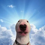 swungbyaburger's Avatar'