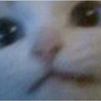 WFU.rastishka's Avatar'