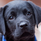 Puppem's Avatar'