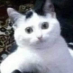 ToucheClavier_'s Avatar'