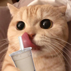 Chichi_Momo's Avatar'