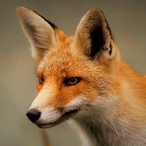 AuzyFox's Avatar'