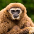 LeftoverSphinx's Avatar'