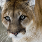 TheCrazyCougar's Avatar