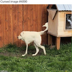 BenNetantahu-.-'s Avatar'