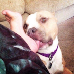 lickdogNO.1's Avatar'