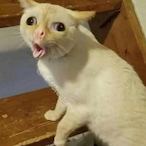 Smelly..Cat's Avatar'