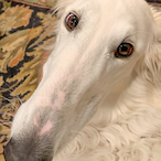 LongNoseDog's Avatar'