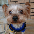 pon-maronie's Avatar'