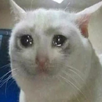 VLT_DylanDDoge's Avatar'