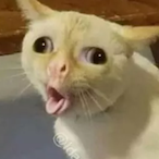 RaidBullysX's Avatar'