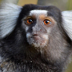 Ms.Marmoset.-'s Avatar'