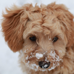 Cheesuscrust96's Avatar'