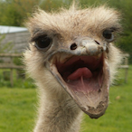 Geaulo.DSC's Avatar'