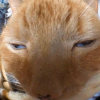 xHoag's Avatar'