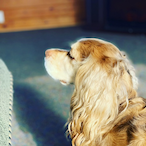 StalePuppet9804's Avatar'