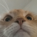 WhiteroomWolke's Avatar'