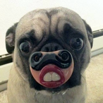 Watda_doug_doin's Avatar'