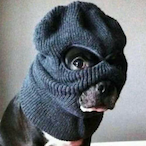 llSneakyDogll's Avatar'