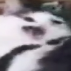 Dedpoop_Inpants's Avatar'