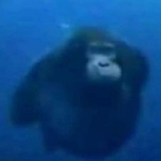 The_Vorobushek's Avatar'