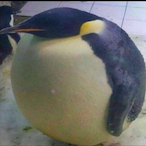 NoleyRolley's Avatar'