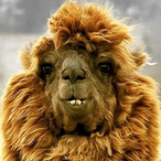 BeauloOCines's Avatar'