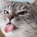 U kno im sab's Avatar'