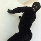 ScreechingNigel's Avatar'
