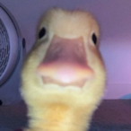 Sawyer_Sauce's Avatar'