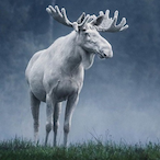 The.Moose.'s Avatar'