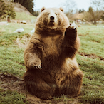 bearbear1995_'s Avatar'