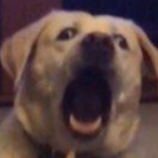 CaptainBennyBoi's Avatar'