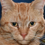 NotActuallyGood's Avatar'