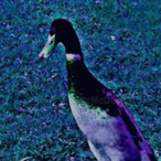 AnkanSaKvack's Avatar'