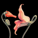 brizzlek_o.0's Avatar'