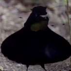 MrTurtleMan76's Avatar'