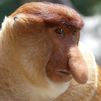 Monkey-TNT's Avatar'