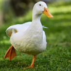 Jeff_Dahmer7's Avatar'