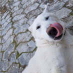 Jack.the-RlPPER's Avatar'