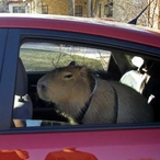 GUSMARTELINI's Avatar'