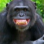 Morpheusmonkey's Avatar'
