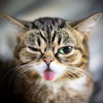 GrumpyBilli's Avatar'