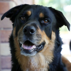 Wongton_Soup's Avatar'