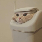 adas.MIAU's Avatar'